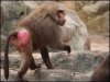 baboon.jpg