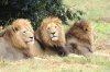 male-african-lions-three-wild-photographed-close-up-31139817.jpg
