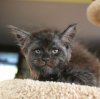 meet-valkyrie-the-main-coon-cat-with-a-human-like-face-that-s-going-viral-on-instagram-08.jpg