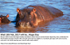 140217 hippo wednesday.png