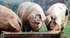 PIGS.jpg