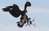 EAGLE v DRONE.jpg