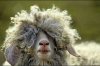 wool-sheep-750x500.jpg