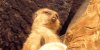 tired-meerkat.jpg