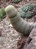 cactus cock.jpg