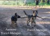 Branch Manager.jpg