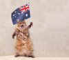 85008410-the-big-shaggy-cat-is-very-funny-standing-flag-australia.jpg