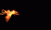 phoenix.gif