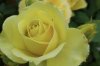 st-patrick__84922__06062.jpg