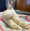 bunny-butts8.jpg
