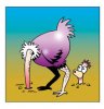ostrich.jpg