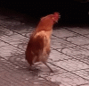 injured-chicken-walking-6sar3hbbvz0wb819.gif