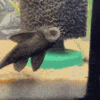 pleco-sucky.gif