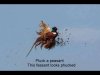 pheasant.jpg