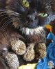 CAT & hedgehogs.jpg