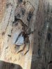 spider.jpg
