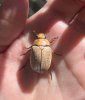 beetle.jpg
