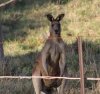 kanga.jpg