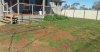 boxer dogs home hose (1).jpg