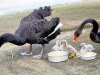 swans.jpg