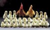 Funny-Happy-Chickens-Family.jpg