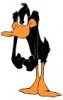 daffy 1.jpg