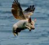 pig can fly images.jpg