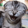 laughingcat.gif