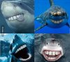 sharks (1).jpg