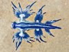 Glaucus Atlanticus 5.jpg