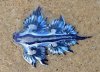 Glaucus Atlanticus4.jpg