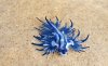 Glaucus Atlanticus3.jpg