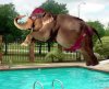 Funny-Elephant-Jumping-In-Swimming-Pool.jpg