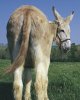 donkey.jpg