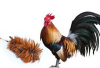 rooster 1.png