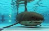 shark.jpg
