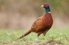 img_differences_between_male_and_female_pheasants_1330_600.jpg