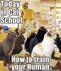 Cat University.jpg