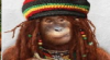 OAI rasta.png