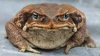 CANE TOAD.jpg