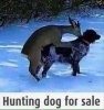 hunting dog for sale.jpg