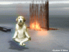 meditation-dog.gif