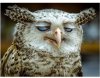 pissed owl.JPG